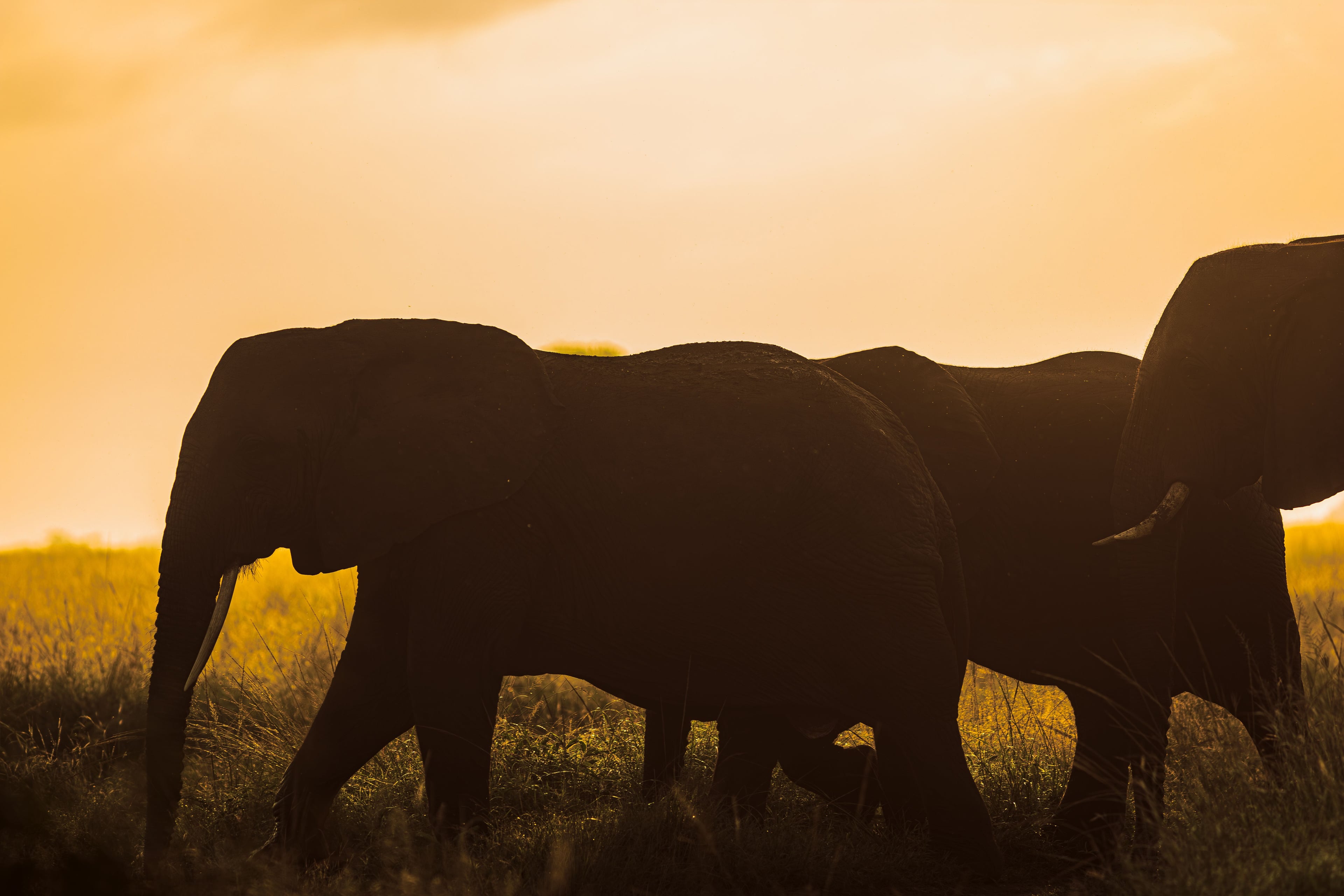 Golden savannah landscape at dawn in the Maasai Mara, Kenya