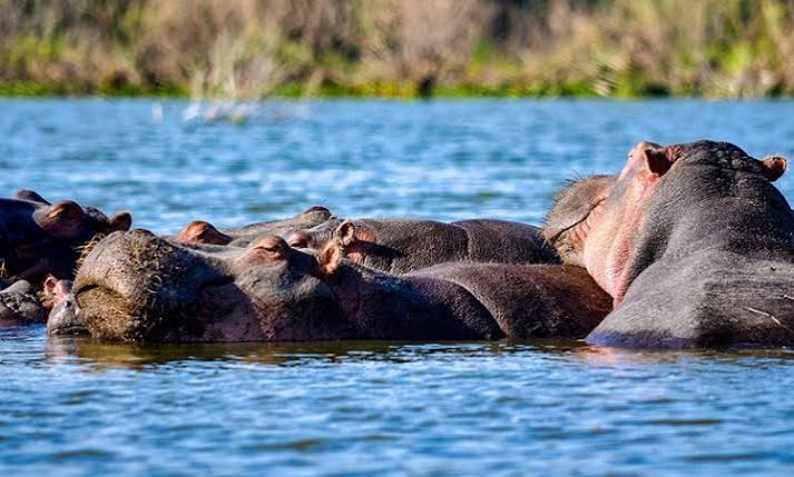 Lake Naivasha — A freshwater sanctuary in the Rift.