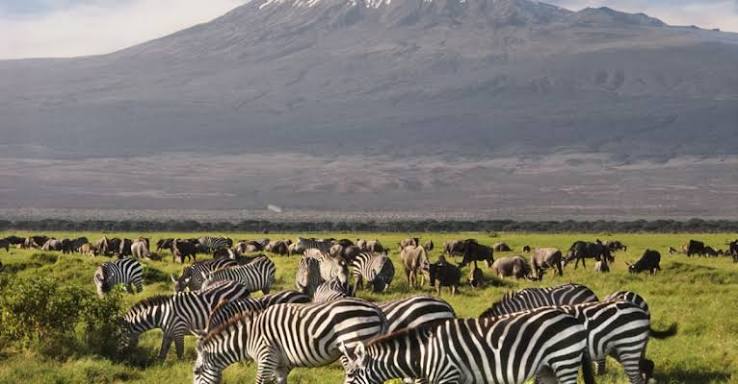 The Amboseli Escape — Elephants at the foot of Kilimanjaro. A landscape like no other.