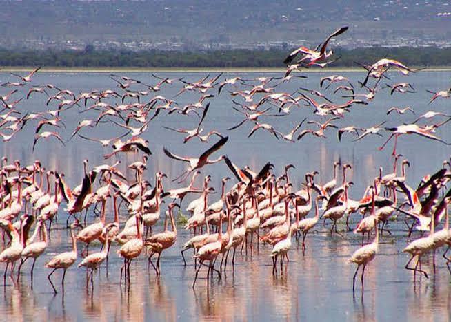 9-Day Lake Elementaita, Mara, Nairobi & Diani Package — The comprehensive Kenyan highlights tour.