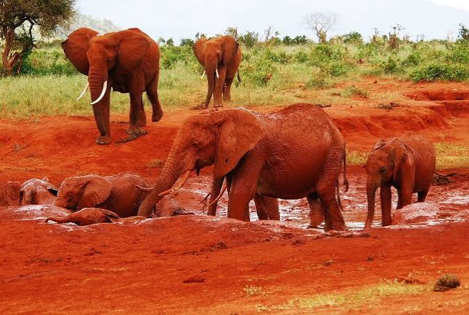 Tsavo — Two parks. One untamed wilderness.