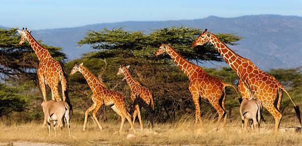 Samburu Wildlife Safari — Kenya's wild north — rare species and rugged beauty.