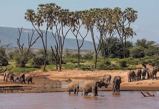 Samburu