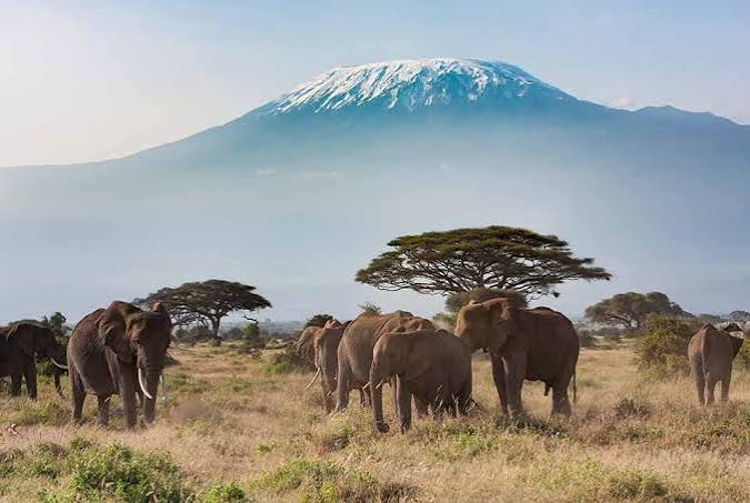 7-Day Luxury Safari from Kilimanjaro to the Mara — From the roof of Africa to the great plains.