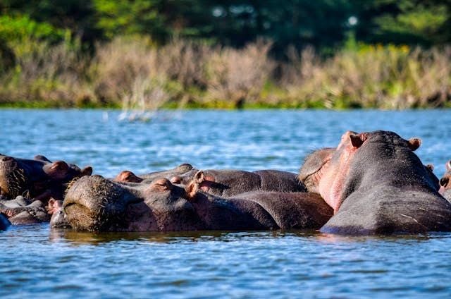 9-Day Lake Elementaita, Mara, Nairobi & Diani Package — The comprehensive Kenyan highlights tour.