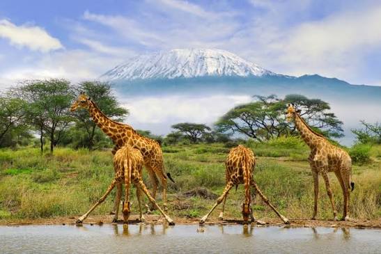 The Amboseli Escape — Elephants at the foot of Kilimanjaro. A landscape like no other.