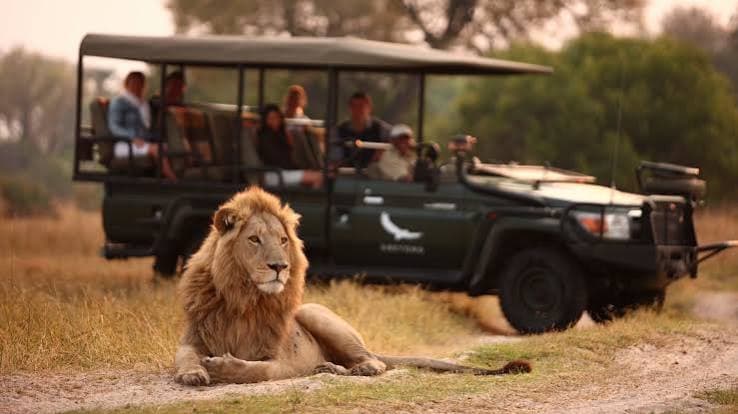 Big Five Safari