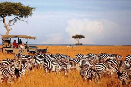 Maasai Mara — Where the wild still writes the story.