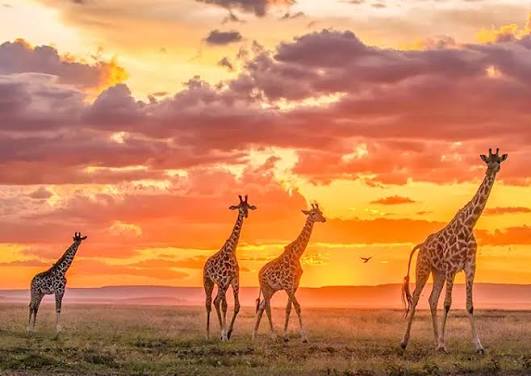 The Mara in Slow Motion — Seven nights of unhurried wilderness in the world's greatest game reserve.