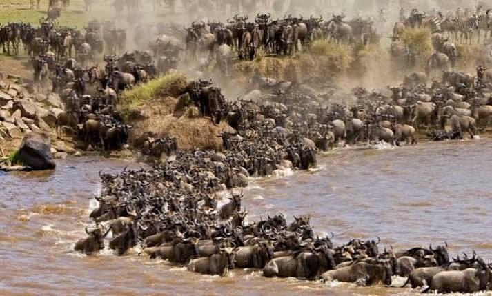 Great Migration — Two million animals. One extraordinary journey.