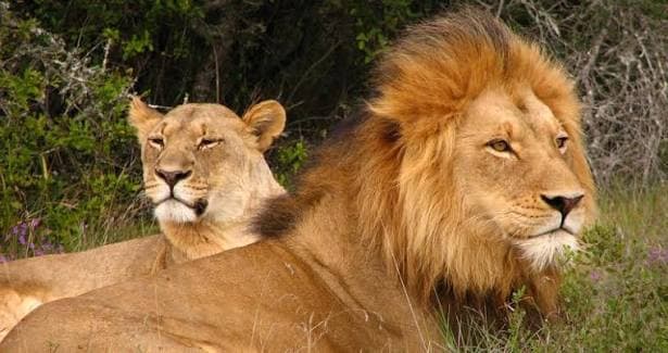 Big Five Safari — The original safari — tracking Africa's most iconic wildlife.