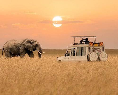 9-Day Luxury Kenyan Beach & Safari Escape — Bush and beach in perfect harmony.