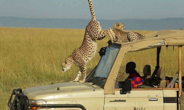 7-Day Kenya Wild Safari — An immersive wilderness experience.