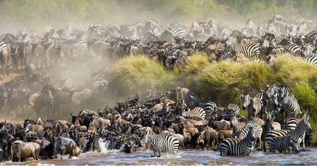 Kenya's Great Migration — Witness the greatest wildlife spectacle on Earth, from the front row.