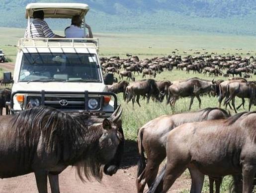 7-Day Kenya Wild Safari — An immersive wilderness experience.