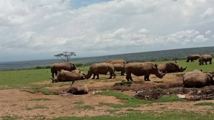 Solio Rhino Safari — The best rhino viewing in East Africa.