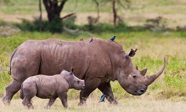 Lake Nakuru Rhino Safari — Rhinos, flamingos and Rift Valley drama.