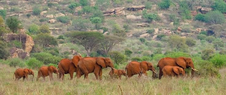 Tsavo