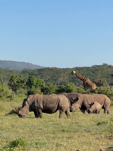 Lake Nakuru Rhino Safari — Rhinos, flamingos and Rift Valley drama.