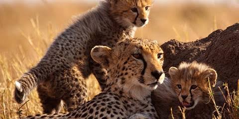 7-Day Luxury Safari from Kilimanjaro to the Mara — From the roof of Africa to the great plains.