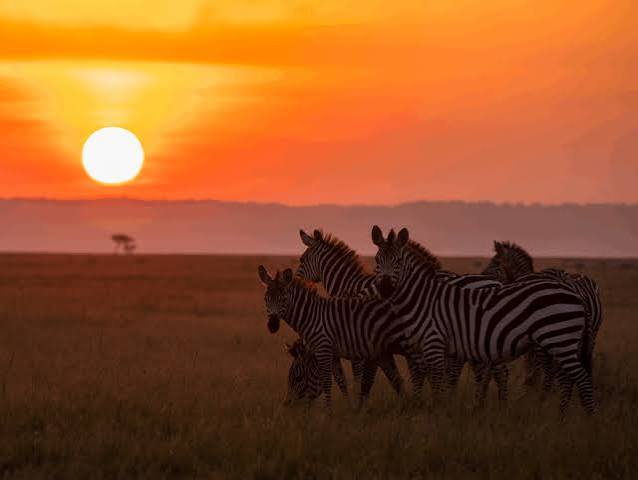 The Mara in Slow Motion — Seven nights of unhurried wilderness in the world's greatest game reserve.
