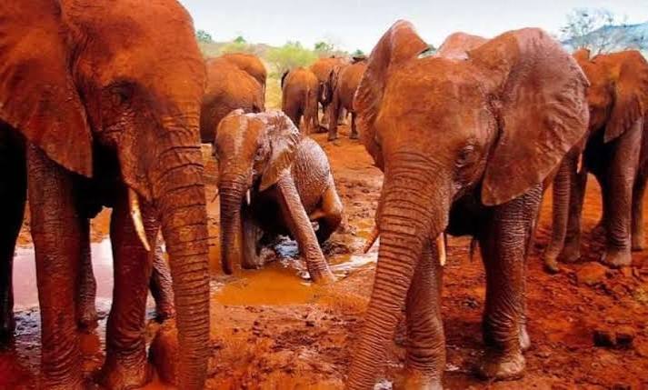 8-Day Tsavo Safari & Diani Beach Escape — Red earth elephants and white sand beaches.