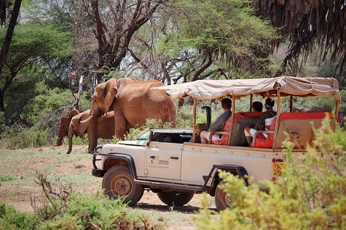 Samburu Wildlife Safari — Kenya's wild north — rare species and rugged beauty.